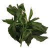 basil 100x100