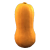 butternut squash